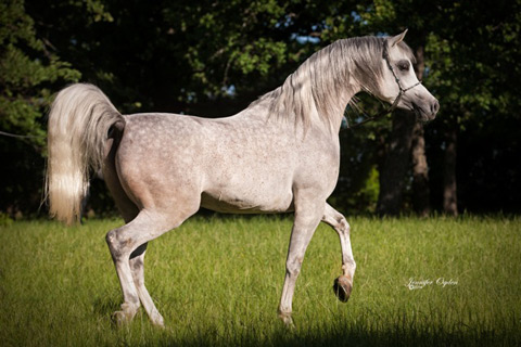 Ansata Sheikh Halim ( Ansata Hejazi x Ansata Samiha )